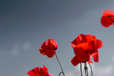 HONORING VETERANS_ GARDEWINE’S CONTRIBUTION TO THE ROYAL CANADIAN LEGION